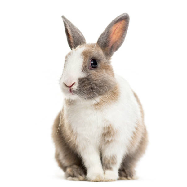 Rabbit , 4 months old, sitting against white background Rabbit , 4 months old, sitting against white background